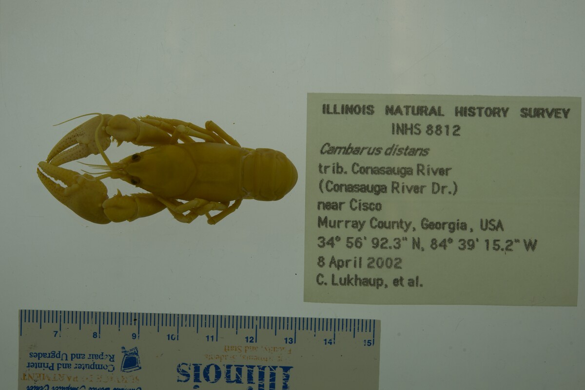 Cambarus (Jugicambarus) image